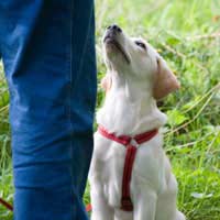 Dog Training Classes Dog Obedience